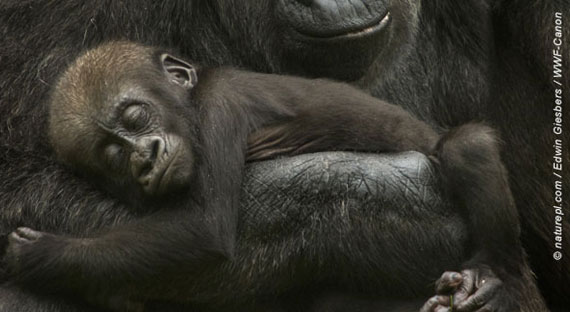 WWF Patenschaft für die Gorillas Afrikas